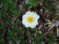 Dryas ajanensis