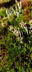 Cladonia carneola