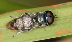 Eumerus paulae