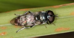 Eumerus paulae