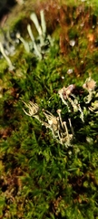 Cladonia carneola