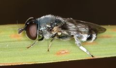 Eumerus paulae