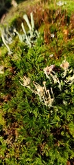 Cladonia carneola