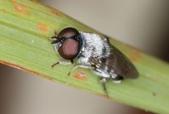 Eumerus paulae