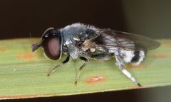 Eumerus paulae