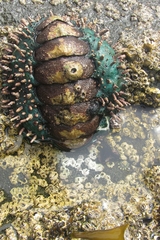 Acanthopleura echinata