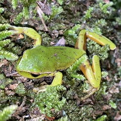 Ranoidea phyllochroa