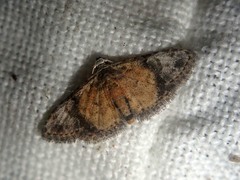 Araeopteron rufescens