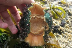 Acanthopleura echinata