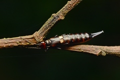 Pterygida ornaticapitata