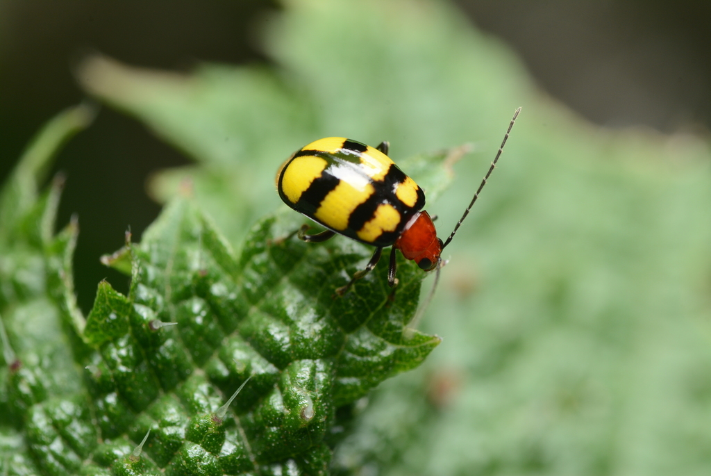 Paleosepharia formosana