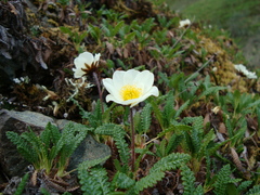 Dryas alaskensis