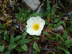 Dryas alaskensis