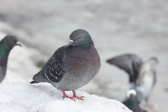 Columba livia domestica