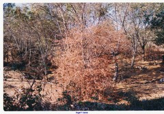 Acer monspessulanum