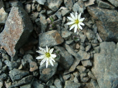 Stellaria alaskana