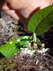 Aronia arbutifolia image