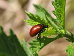 Chrysolina polita