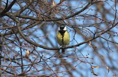 Parus major