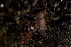 Notocalviceps rarus