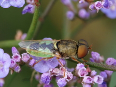 Odontomyia angulata