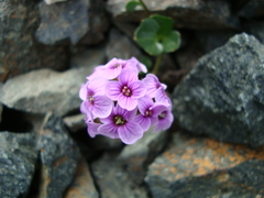 Cardamine purpurea