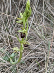 Ophrys sphegodes massiliensis