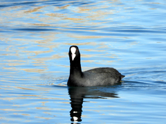 Fulica atra
