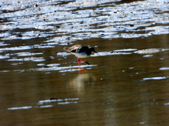Tringa totanus