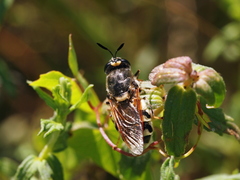 Stratiomys singularior