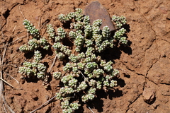 Crassula corallina