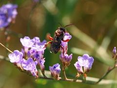 Pasites maculatus
