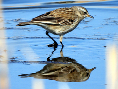 Anthus spinoletta