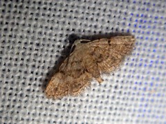 Araeopteron