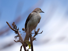 Mimus polyglottos image