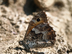 Hipparchia pellucida