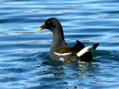 Gallinula chloropus