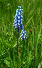 Muscari forniculatum