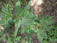Bidens biternata