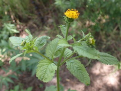 Bidens biternata