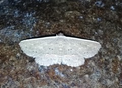 Arasada pyraliformis