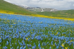 Muscari forniculatum