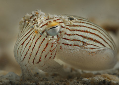 Sepioloidea lineolata image