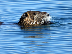 Myocastor coypus