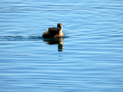 Tachybaptus ruficollis