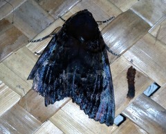 Arcte modesta