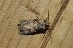 Agrotis catalaunensis