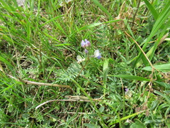 Oxytropis glabra