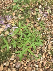 Sieruela macrophylla image