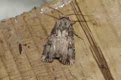 Agrotis catalaunensis